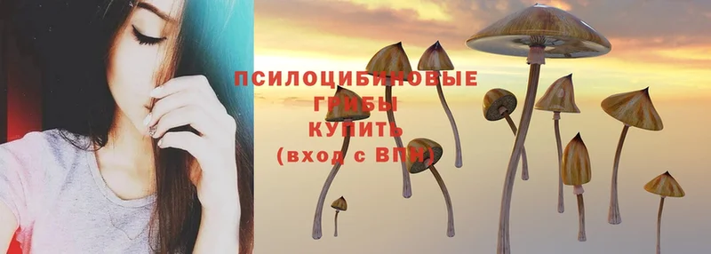 Галлюциногенные грибы Psilocybine cubensis  Удомля 